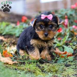 Mia, Yorkie Puppy